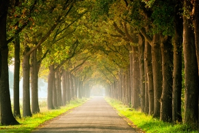 Allee im Herbstanfang