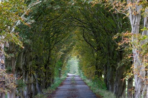 Allee im Herbst