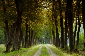 Morgenröte durflutet eine Allee