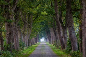 Allee im Herbst