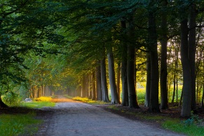 Allee mit Sonneneinstrahlung in den Morgenstunden