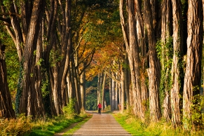 Baum Allee mit Radfahrer