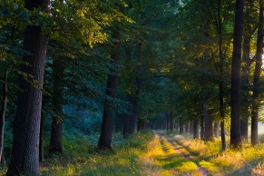 Aufgehende Morgensonne durchflutet eine Allee