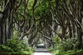 Dark Hedges