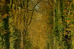 Eichen Allee, Barsinghausen, Niedersachsen