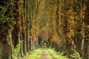 Kastanien Allee