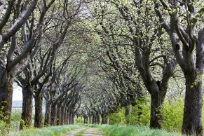 Mehlbeerbaum Allee