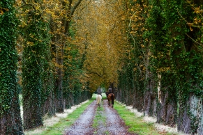 Zwei Reiter reiten durch eine Allee