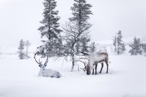 Zwei Rentiere im Schnee