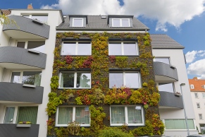 Fassadenbepflanzung