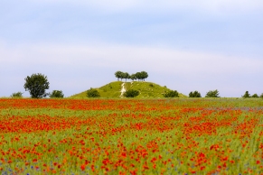 Mohnfeld am Kronsberg