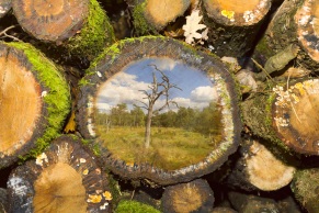 Holzstapel mit Foto A8849