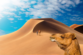 Kamele mit Reiseführer in der Wüste