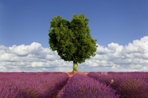 Lavendelfeld mit Baum