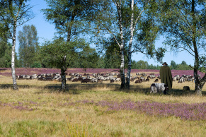 Schäfer mit Herde