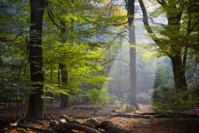 Waldlichtung mit Sonneneinstrahlung