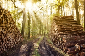 Waldweg mit Baumschlag