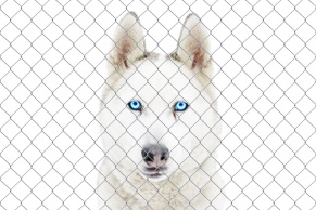 Husky Porträt
