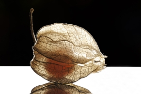 Physalis
