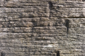 Holz Textur